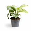 Calathea Orbifolia Krukväxt - Ø12 cm Kruka, ca 25 cm Hög