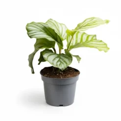 Calathea Orbifolia Krukväxt - Ø12 cm Kruka, ca 25 cm Hög