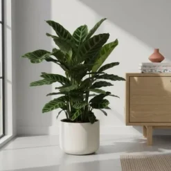 Calathea Zebrina – Påfågel växt – Höjd ca 80cm – Ø19