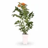 Campsis 'Indian Summer' Klätterväxt 65 cm i Kruka Ø15 cm Trädgårdsväxter