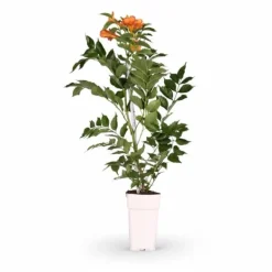 Campsis 'Indian Summer' Klätterväxt 65 cm i Kruka Ø15 cm Trädgårdsväxter