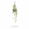 Ceropegia Linearis - Hängväxt i Kruka Ø14 cm, Höjd ca 38 cm