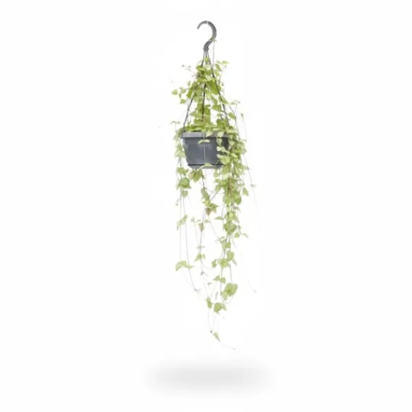 Ceropegia Linearis - Hängväxt i Kruka Ø14 cm, Höjd ca 38 cm