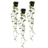 Online Ceropegia woodii, set om 3, blomkruka Krukväxter Inomhus