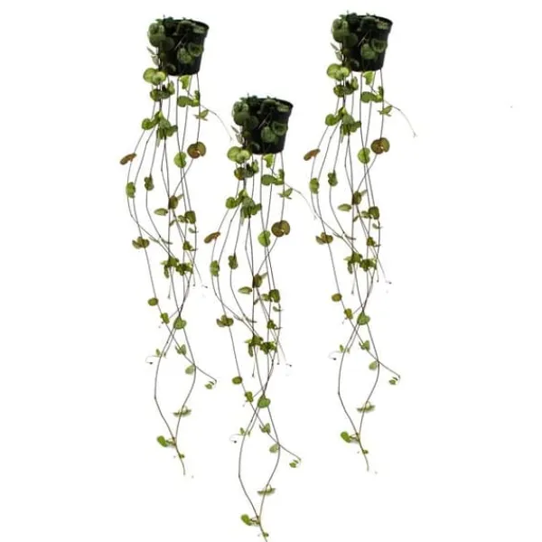 Online Ceropegia woodii, set om 3, blomkruka Krukväxter Inomhus