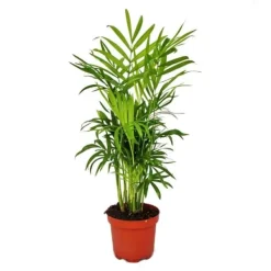 Chamaedorea elegans - inomhuspalm - bergspalm 9 cm kruka