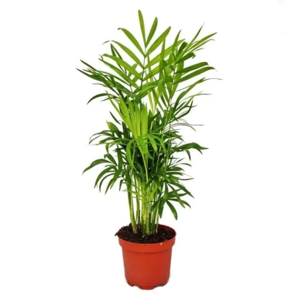 Chamaedorea elegans - inomhuspalm - bergspalm 9 cm kruka