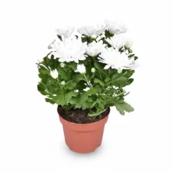 Sale Chrysanthemum Blomma Ø12 cm, Höjd ca 26 cm Krukväxter Inomhus