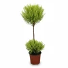 Citroncypress 'Goldcrest Wilma' Ø14 cm, Höjd ca 60 cm