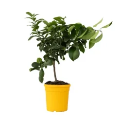 Sale Citronträd - Citrus limon - Höjd 60-70cm - ⌀19cm Träd