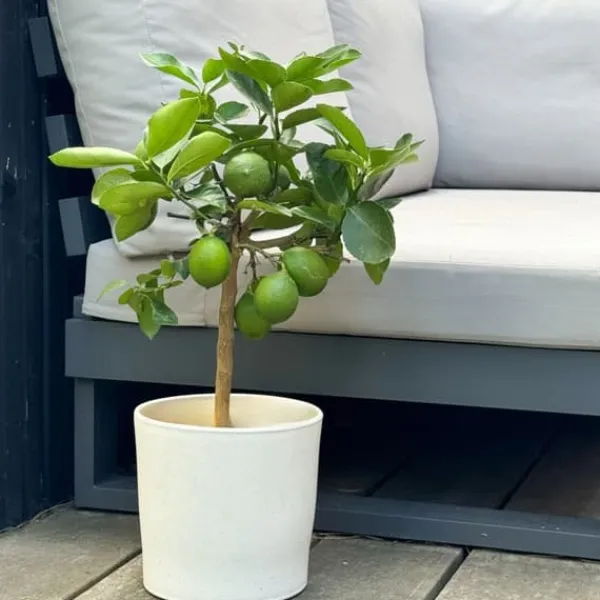 Sale Citronträd - Citrus limon - Höjd 60-70cm - ⌀19cm Träd