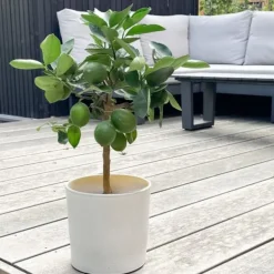 Sale Citronträd - Citrus limon - Höjd 60-70cm - ⌀19cm Träd