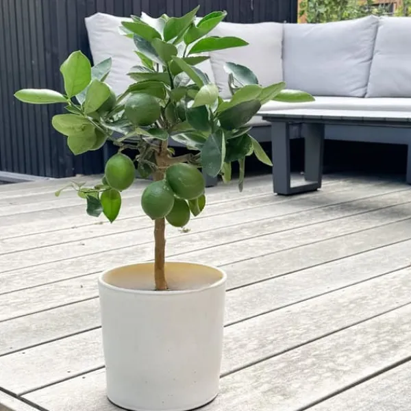 Sale Citronträd - Citrus limon - Höjd 60-70cm - ⌀19cm Träd