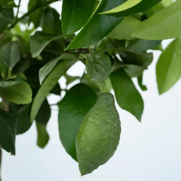 Sale Citronträd - Citrus limon - Höjd 60-70cm - ⌀19cm Träd
