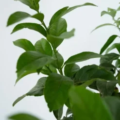 Sale Citronträd - Citrus limon - Höjd 60-70cm - ⌀19cm Träd