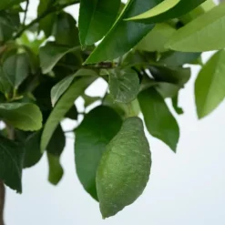 Citronträd - Citrus limon - Höjd 60-70cm - ⌀19cm
