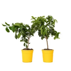 Citronträd - Set om 2 - Citrus limon - Höjd 60-70cm - ⌀19cm