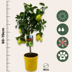 Citronträd - Set om 2 - Citrus limon - Höjd 60-70cm - ⌀19cm