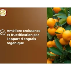 Best Citrus- och medelhavsväxter Jord - BRUNT GULD - OBRTAGR6U - 6L - Olivträd Palmer och cycas Jord & Sand