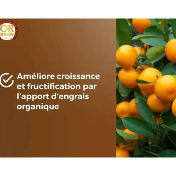 Best Citrus- och medelhavsväxter Jord - BRUNT GULD - OBRTAGR6U - 6L - Olivträd Palmer och cycas Jord & Sand