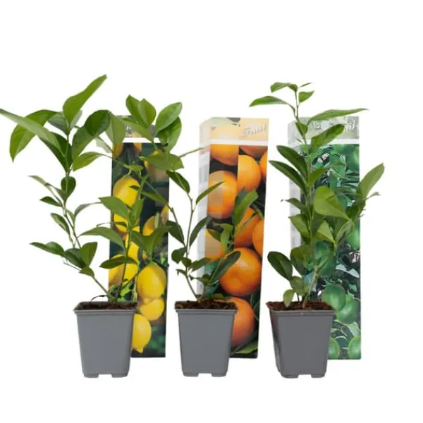 Online Citrusväxter - Set om 3 - Citrus limon - Höjd 25-40cm - ⌀9cm Krukväxter Inomhus