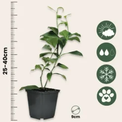 Online Citrusväxter - Set om 3 - Citrus limon - Höjd 25-40cm - ⌀9cm Krukväxter Inomhus