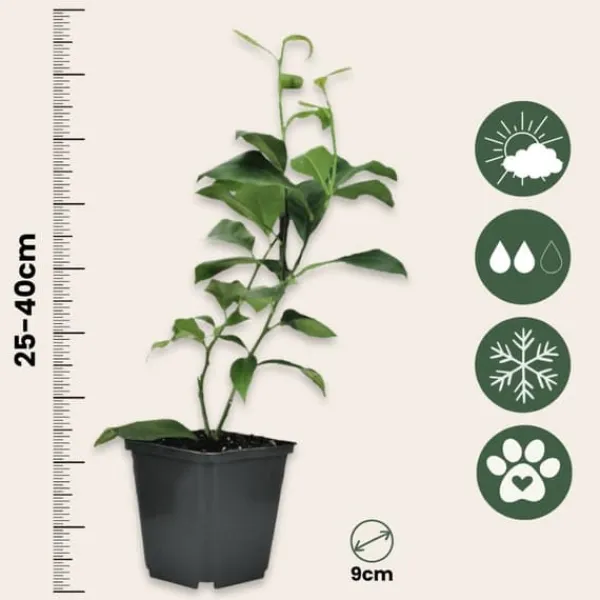 Online Citrusväxter - Set om 3 - Citrus limon - Höjd 25-40cm - ⌀9cm Krukväxter Inomhus