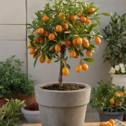 Online Citrusväxter - Set om 3 - Citrus limon - Höjd 25-40cm - ⌀9cm Krukväxter Inomhus