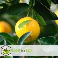 Citrusväxter - Set om 6 - Citrus limon - Höjd 25-40cm - ⌀9cm