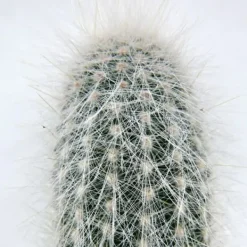 Cleistocactus strausii - Silver candle - i kruka 8,5 cm