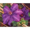 Sale CLEMATIDE CLEMATIS JACK. JACKMANII (1 VÄXT) TIE 16CM Blommor