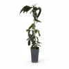 New Clematis Armandii Klätterväxt 4-pack, Kruka Ø15cm, Höjd ca 65cm Trädgårdsväxter