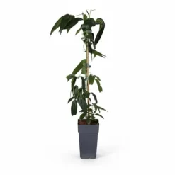 New Clematis Armandii Klätterväxt 4-pack, Kruka Ø15cm, Höjd ca 65cm Trädgårdsväxter