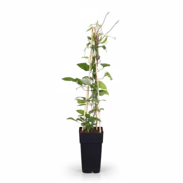 Clematis Hagley Hybrid, röd, kruka Ø15 cm, Höjd ca 65 cm Trädgårdsväxter