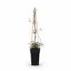 Discount Clematis Jackmanii Klätterväxt Ø15 cm, Höjd ca 65 cm Trädgårdsväxter