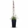 Clearance Clematis Justa Klätterväxt Ø15 cm Höjd ca 65 cm Trädgårdsväxter