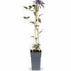 New Clematis Multi Blue - Blå - Kruka Ø15 cm - Höjd ca 65 cm Trädgårdsväxter