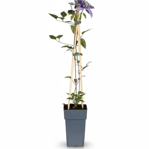New Clematis Multi Blue - Blå - Kruka Ø15 cm - Höjd ca 65 cm Trädgårdsväxter