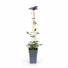 Discount Clematis 'The President' Klätterväxt 65 cm i 15 cm Kruka Trädgårdsväxter
