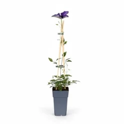 Discount Clematis 'The President' Klätterväxt 65 cm i 15 cm Kruka Trädgårdsväxter