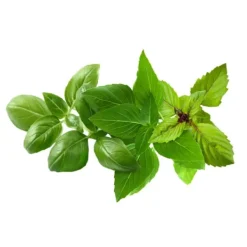 Best Click & Grow - Smart Garden Refill 9-pack Basil Variety Mix Kit För Växt- & Örtplantering