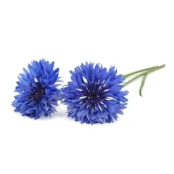 Click & Grow - Smart Garden Refill 3-pack Kornblomma