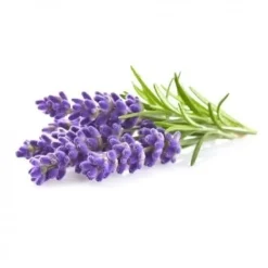 Hot Click & Grow - Smart Garden Refill 3-pack - Lavendel (SGR30X3) Blommor