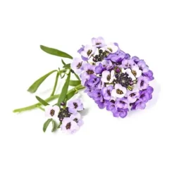 Clearance Click & Grow - Smart Garden Refill 3-pack söt Alyssum Blommor