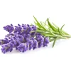 Click & Grow Plant Pod Lavendel 9st