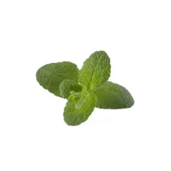 Click & Grow Smart Garden Refill 3-pack - Äpple Mynta (SGR79X3)