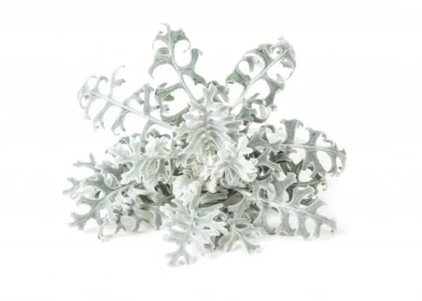 Click & Grow- Smart Garden Refill 3-pack Dusty Miller