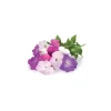 Online Click & Grow Smart Garden refill Petunia 3st Blommor