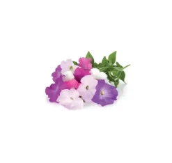 Online Click & Grow Smart Garden refill Petunia 3st Blommor