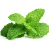 Click & Grow Smart Garden refill Pepparmynta 3st